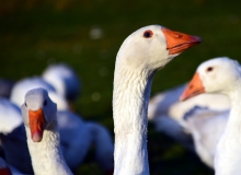 Márton nap a piacon